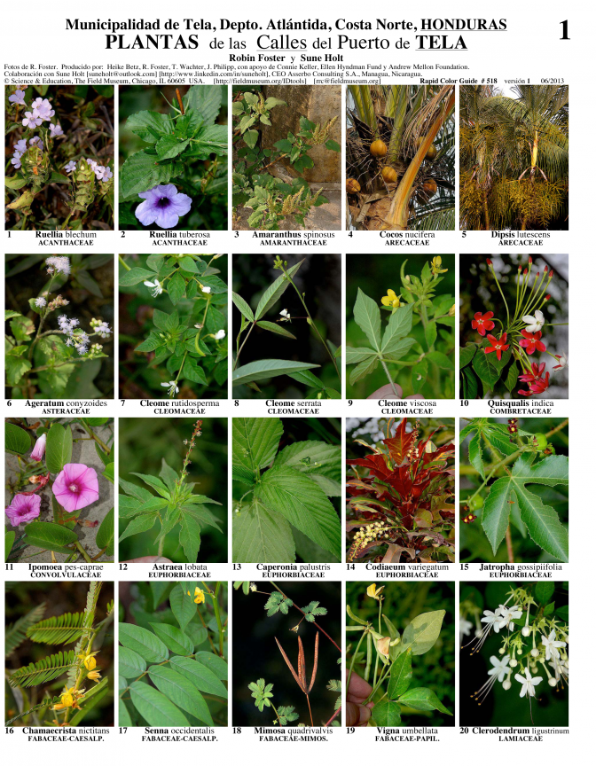 Atlántida -- Tela, Plantas de los Calles