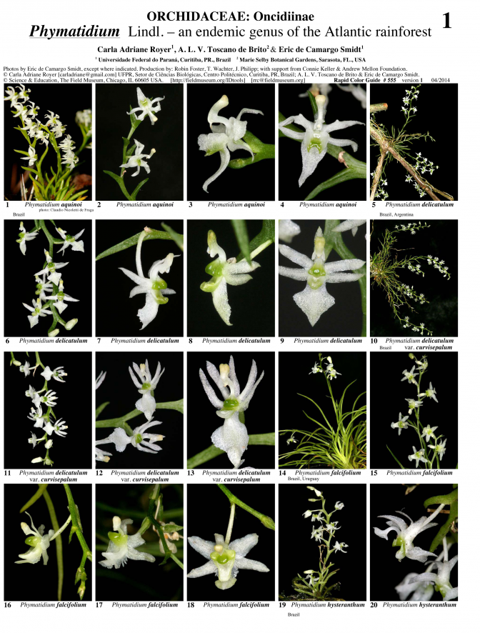 Mata Atlântica -- El género Phymatidium (Orchidaceae)