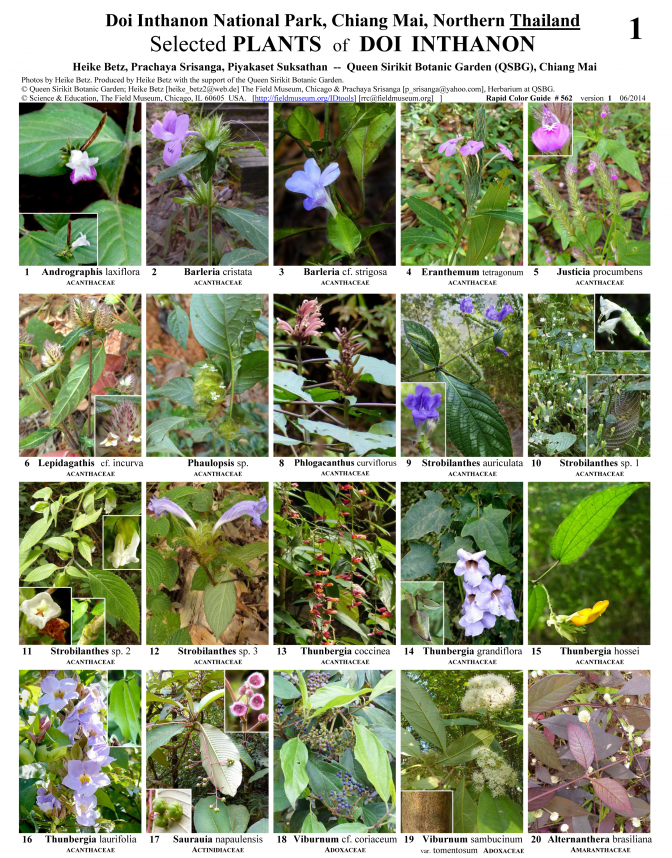 Chiang Mai -- Plantas del Parque Doi Inthanon