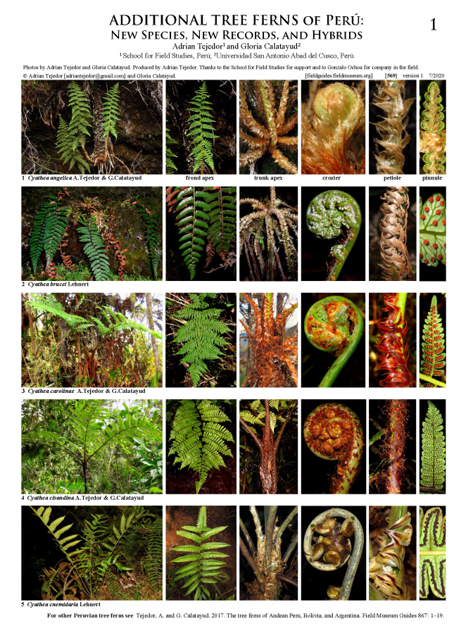  569_peru_additional_tree_ferns_of_peru.pdf