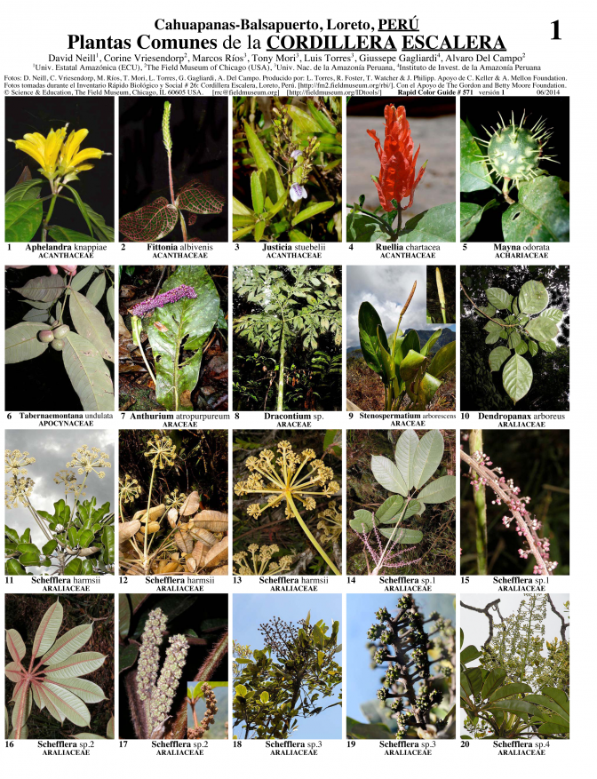 Loreto -- Plantas Comunes de la Cordillera Escalera