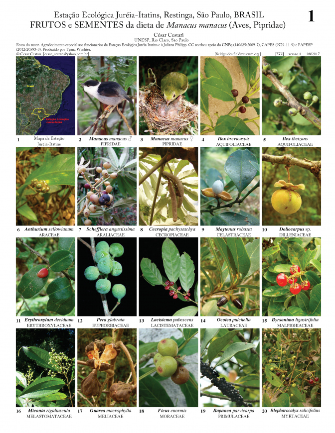 572_brasil_diet_of_manacus_manacus.pdf