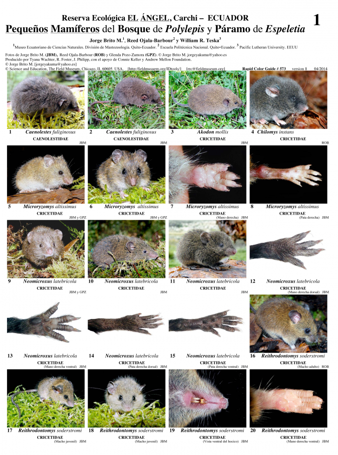 Carchi -- Small Mammals of Reserva El Angel