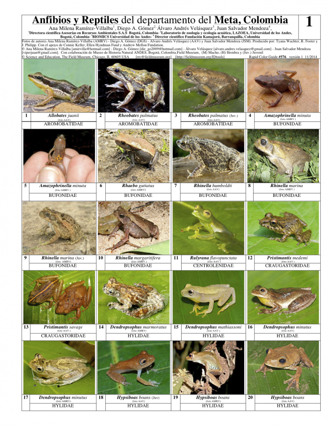 Meta -- Anfibios & Reptiles