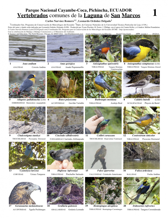 Pichincha -- Vertebrates of Cayambe-Coca Park
