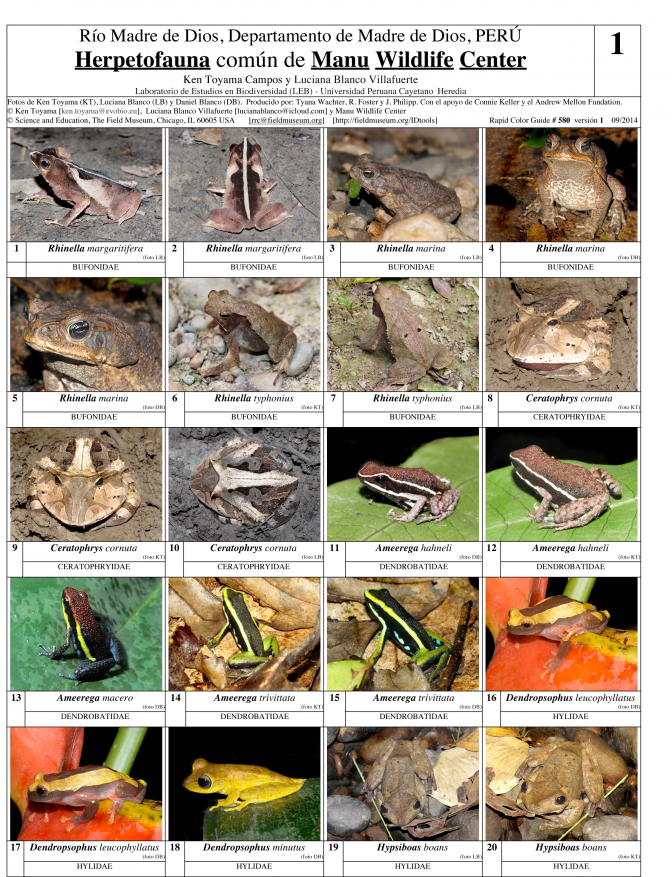 Madre de Dios -- Herpetofauna of Manu Wildlife Center