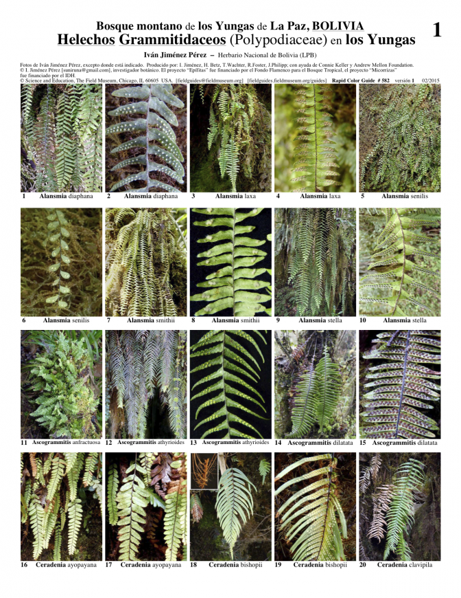 La Paz -- Helechos Grammitidaceos en los Yungas