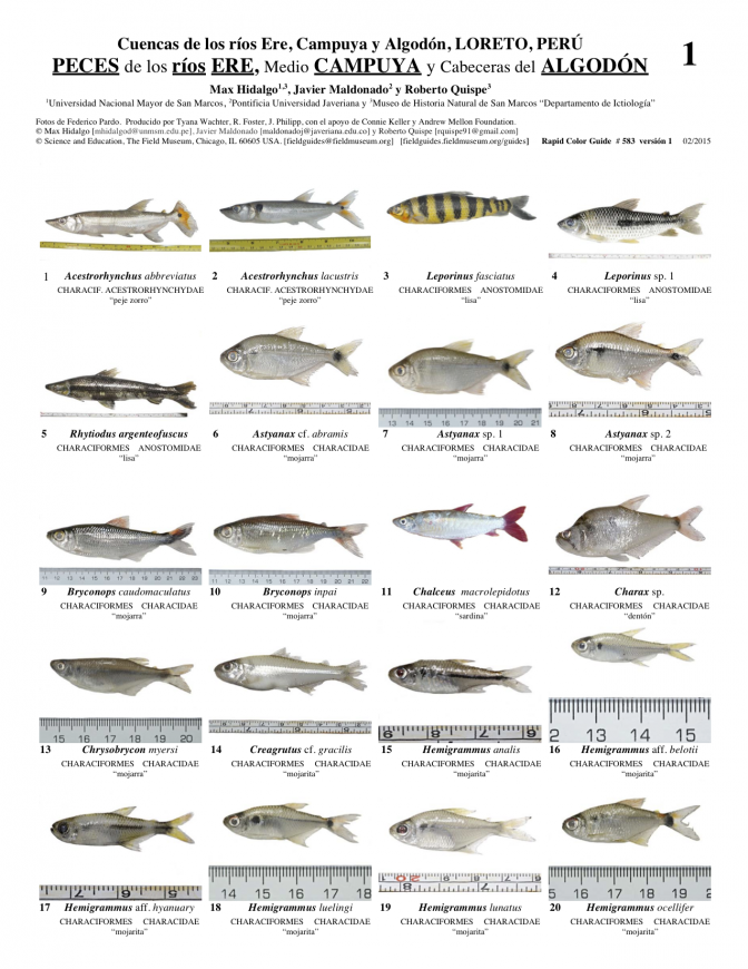Loreto -- Ere, Campuya and Algodón Rivers - Fishes