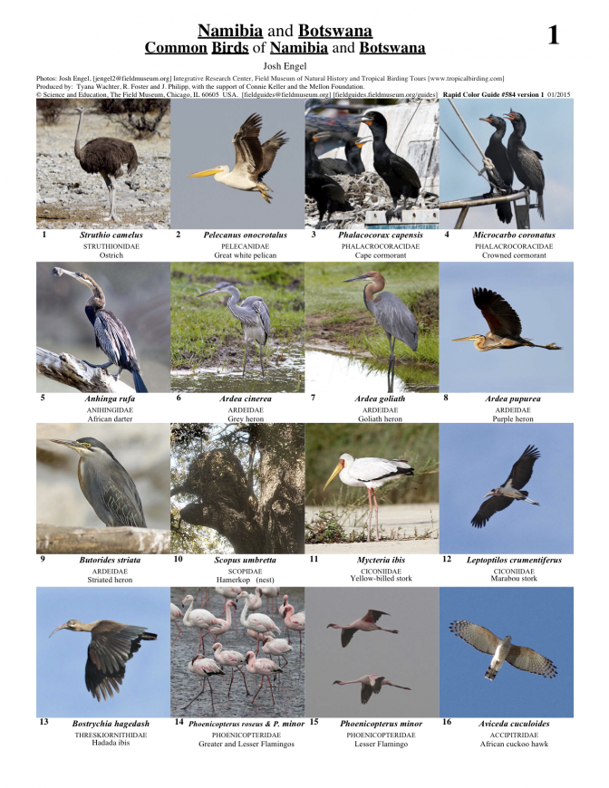584_african_birds_a1.pdf