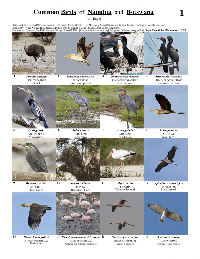 584_african_birds_a1.pdf