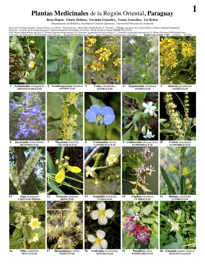 Eastern Region -- Medicinal Plants