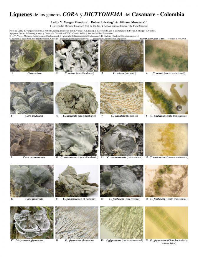 588_cora_y_dictyonema_liquens
