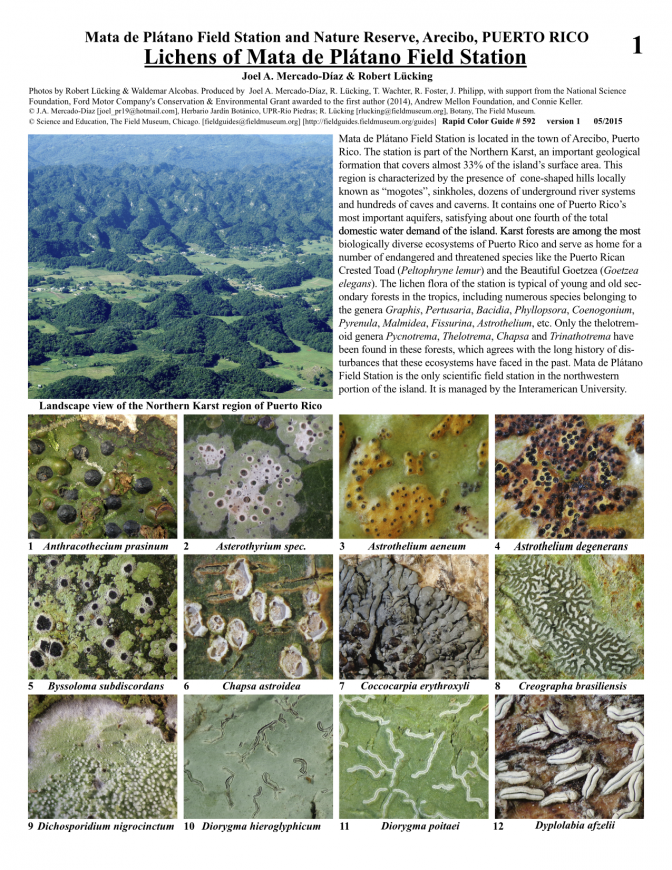 Arecibo -- Lichens of Mata de Plátano Field Station