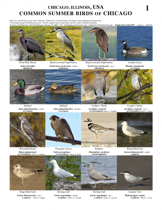 593_usa_chicago_summer_birds_b1.pdf