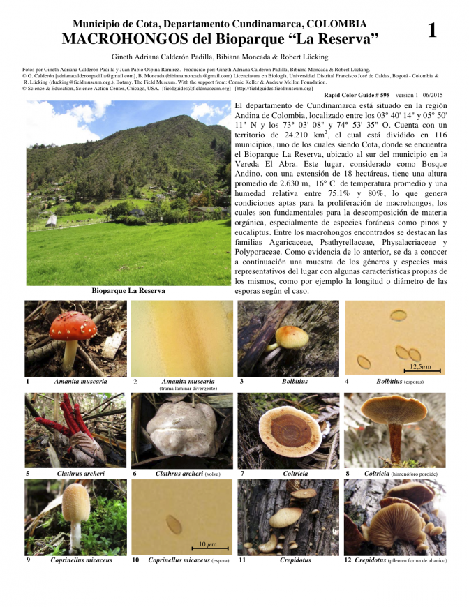 Cundinamarca --  Macrofungi of "La Reserva" Biopark 
