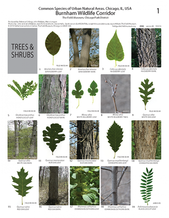 599_usa_common_species_of_burnham_wildlife_corridor.pdf 
