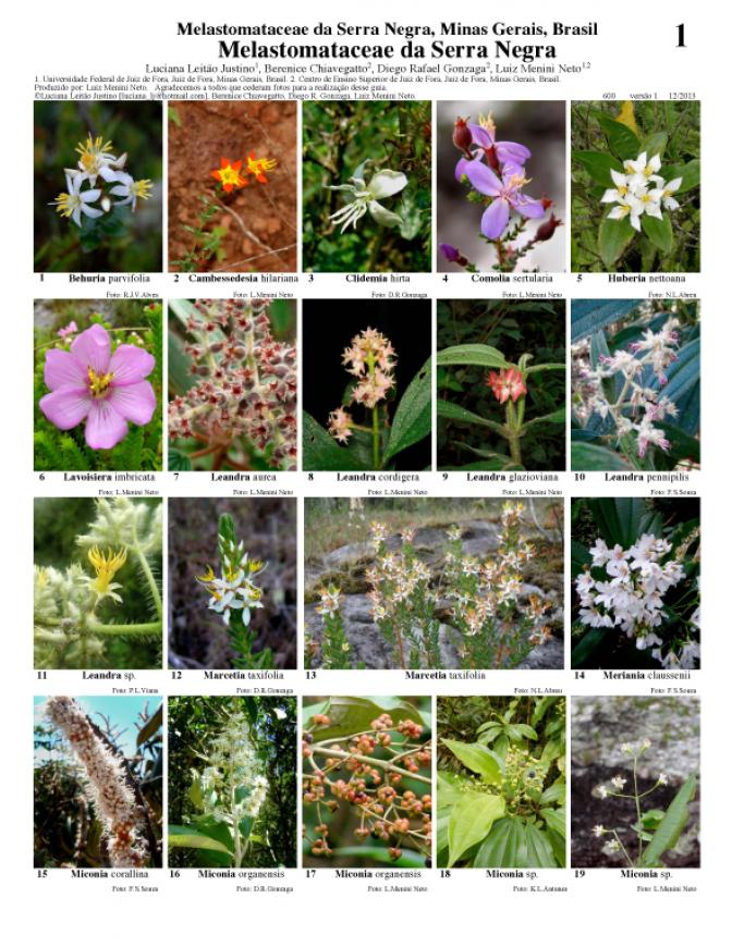 Minas Gerais -- Melastomataceae of Serra Negra