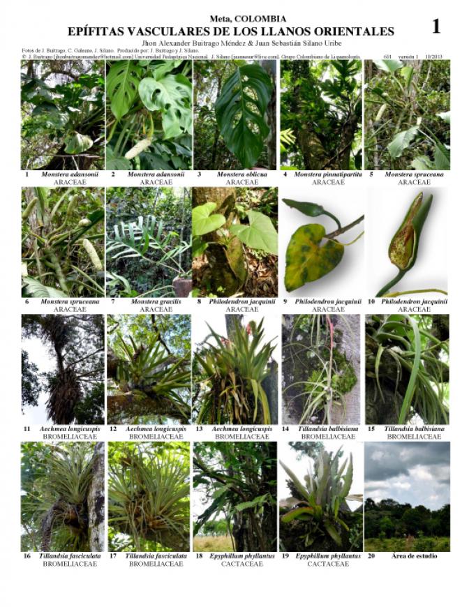Meta -- Llanos Orientales Vascular Epiphytes