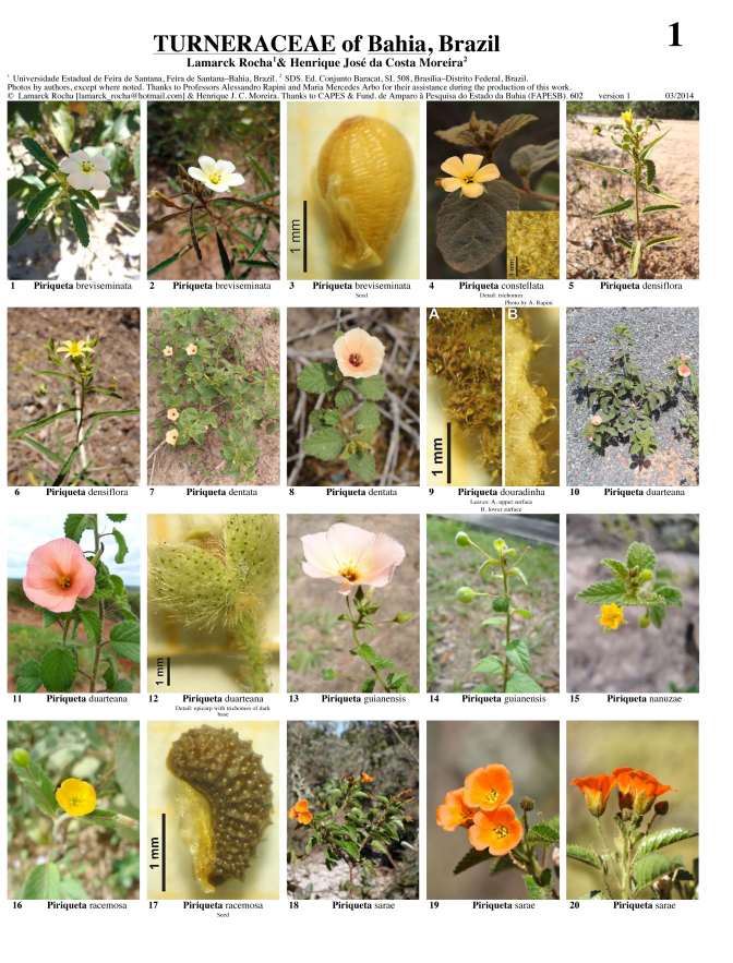 Bahia -- Turneraceae