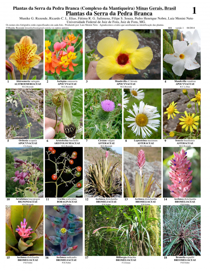 Minas Gerais -- Plantas da Serra da Pedra Branca