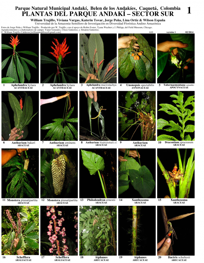 Caquetá -- Plantas del Parque Andakí