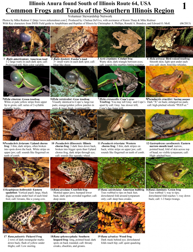 Common Frogs and Toads of the Southern Illinois Region