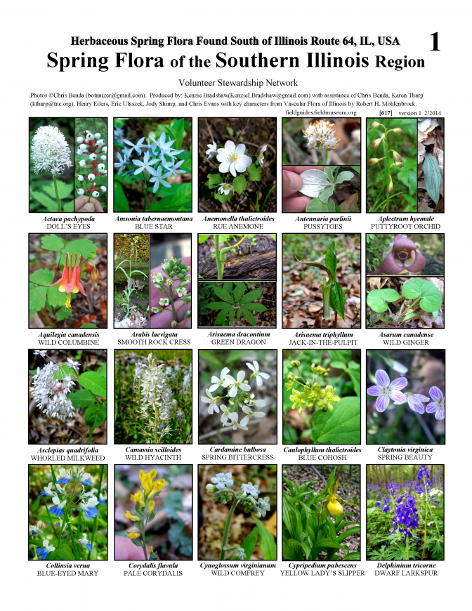 617_usa_spring_flora_of_the_southern_illinois.pdf