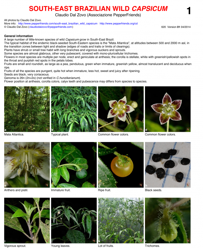SouthEast Brasil --Wild Capsicum