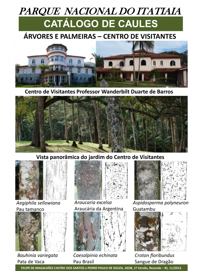 Rio de Janeiro -- Bark of the Trees of Itatiaia National Park
