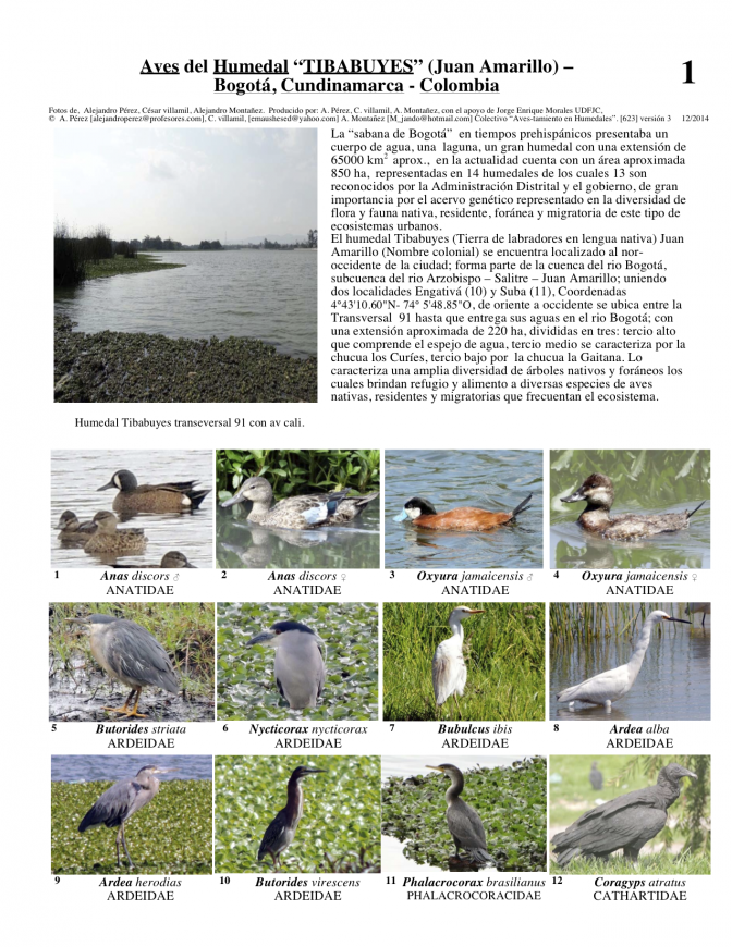 Cundinamarca -- Humedal Tybabuyes-Birds