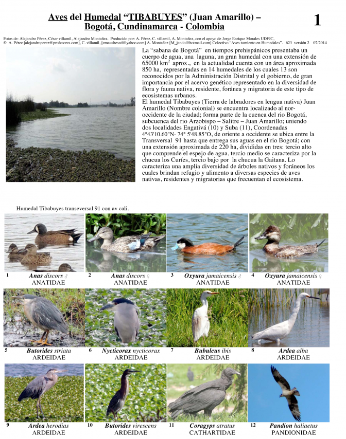 Cundinamarca -- Aves del Humedal Tybabuyes