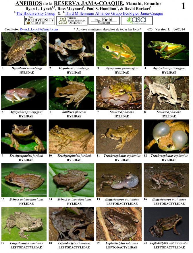 Manabí --  Amphibians of Reserva Jama-Coaque