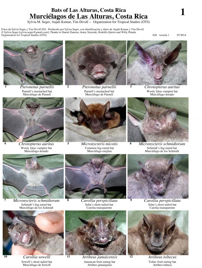 Puntarenas -- Las Alturas bats