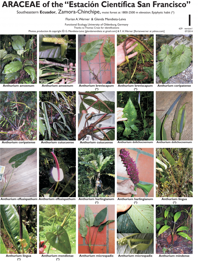 Loja -- Araceae de la Estación San Francisco