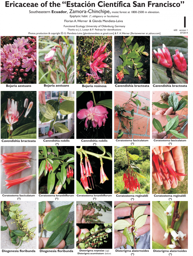 Loja -- Estación San Francisco - Ericaceae
