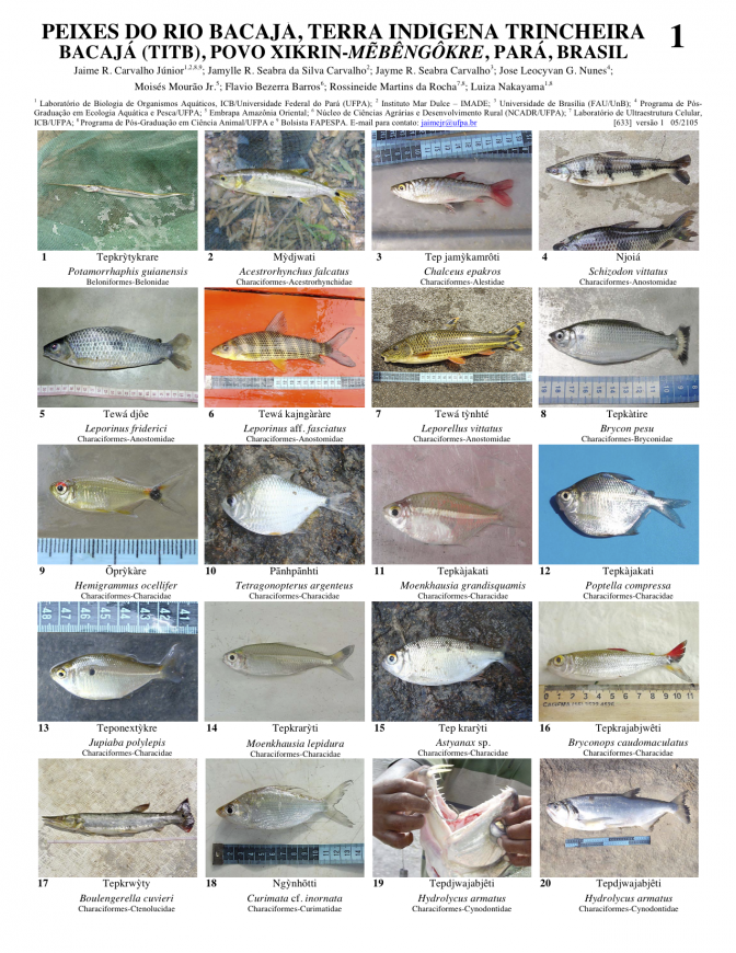 633_brasil-peixes_dos_xikrin