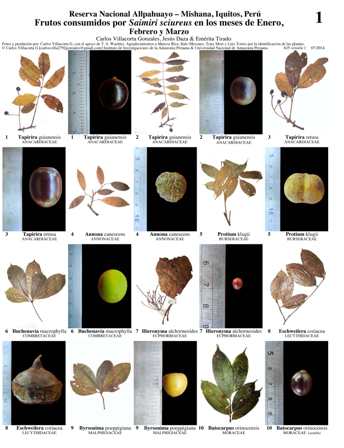Loreto -- Frutos consumidos por Saimiri sciureus