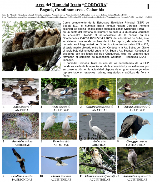 Cundinamarca -- Humedal Itzata-Aves