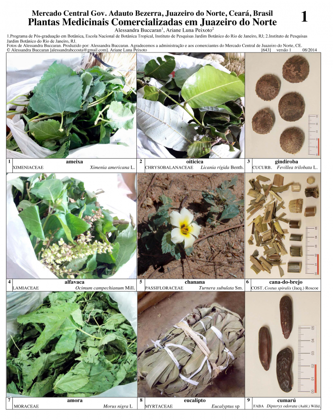 Ceará -- Plantas Medicinais de Juazeiro do Norte