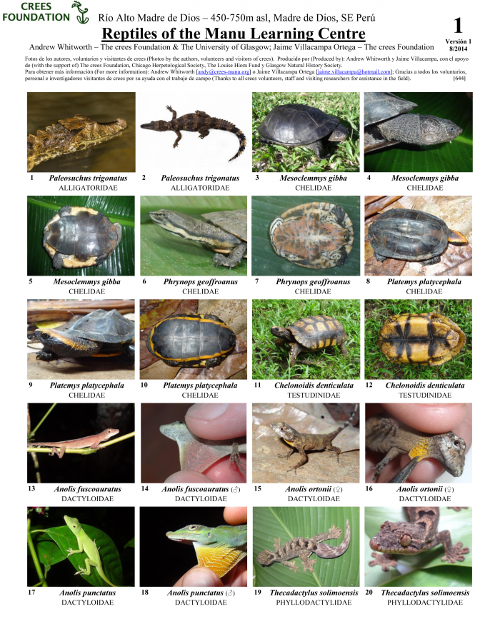 Madre de Dios -- Reptiles of Manu Learning Centre