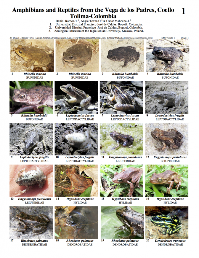 Tolima -- Amphibians & Reptiles of Vega de los Padres