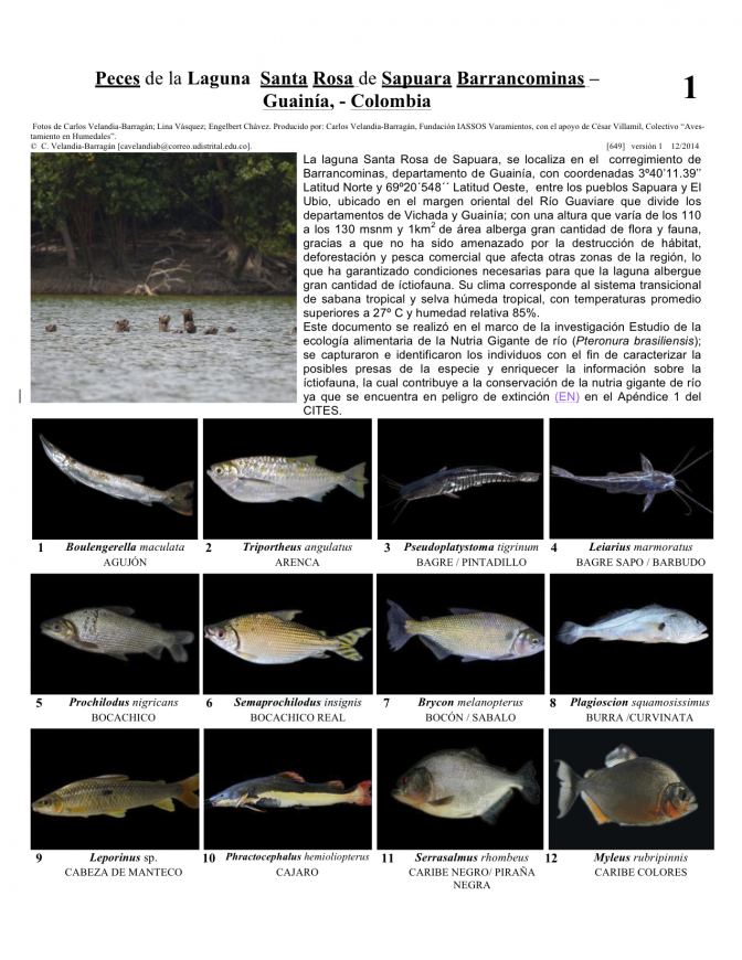 Guainía -- Fishes from Santa Rosa de Sapuara Lagoon