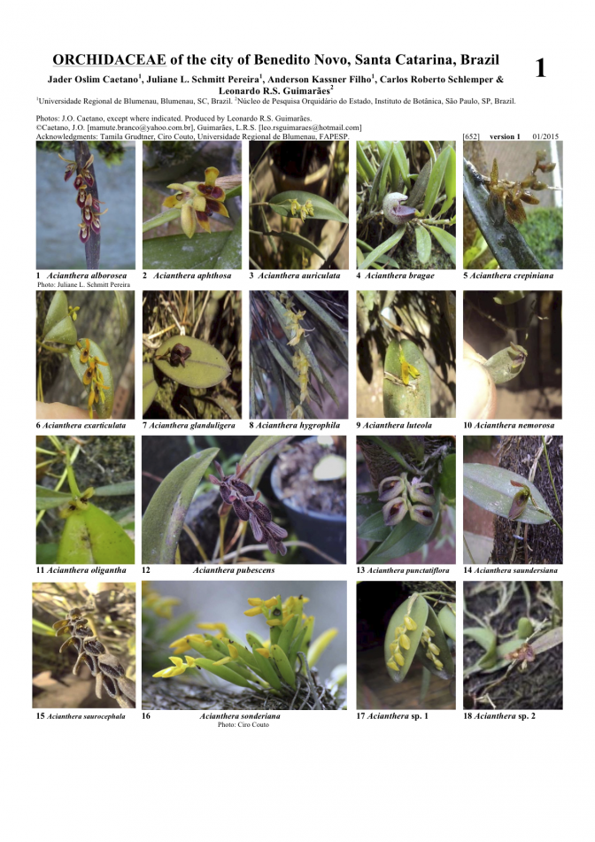 Orchidaceae of Benedito Novo