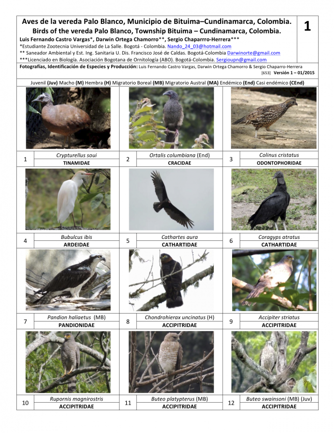 Cundinamarca -- Palo Blanco Birds
