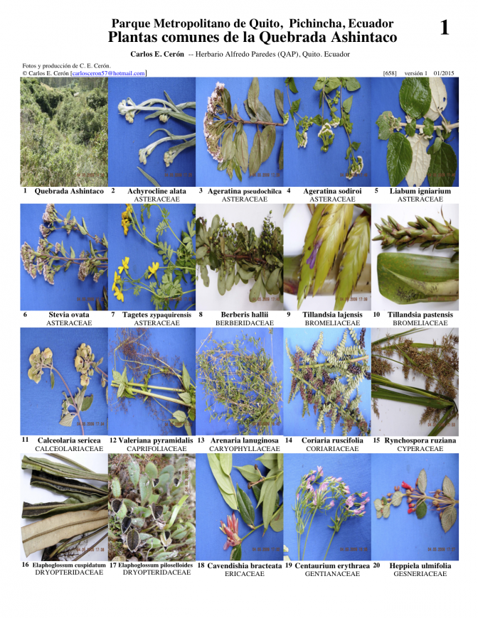 Pichincha -- Quito, Quebrada Ashintaco - Plants