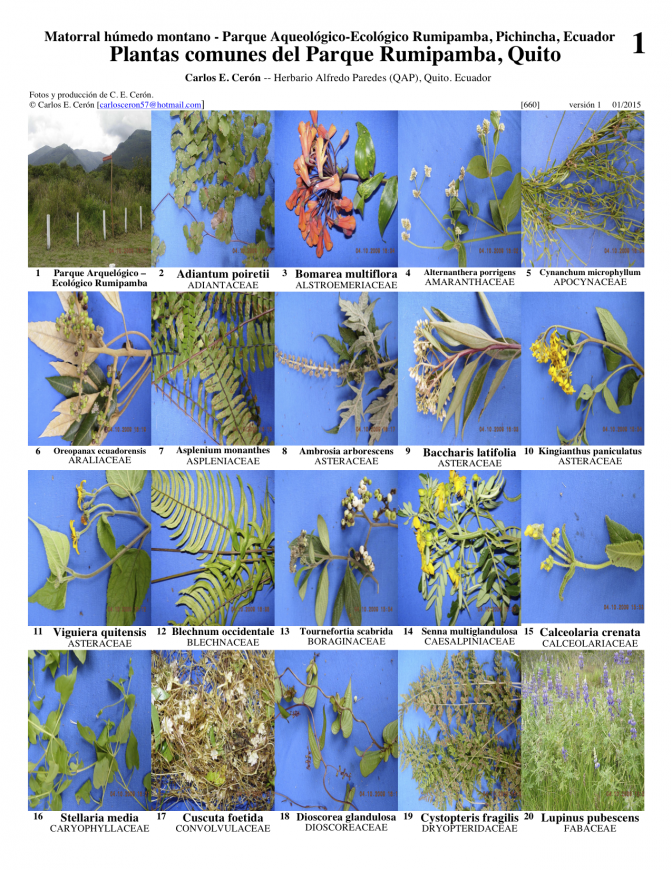 Pichincha -- Quito, Parque Rumipamba - Plants