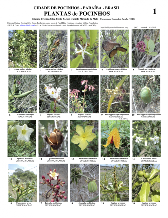  667_brasil-plantas_de_pocinhos