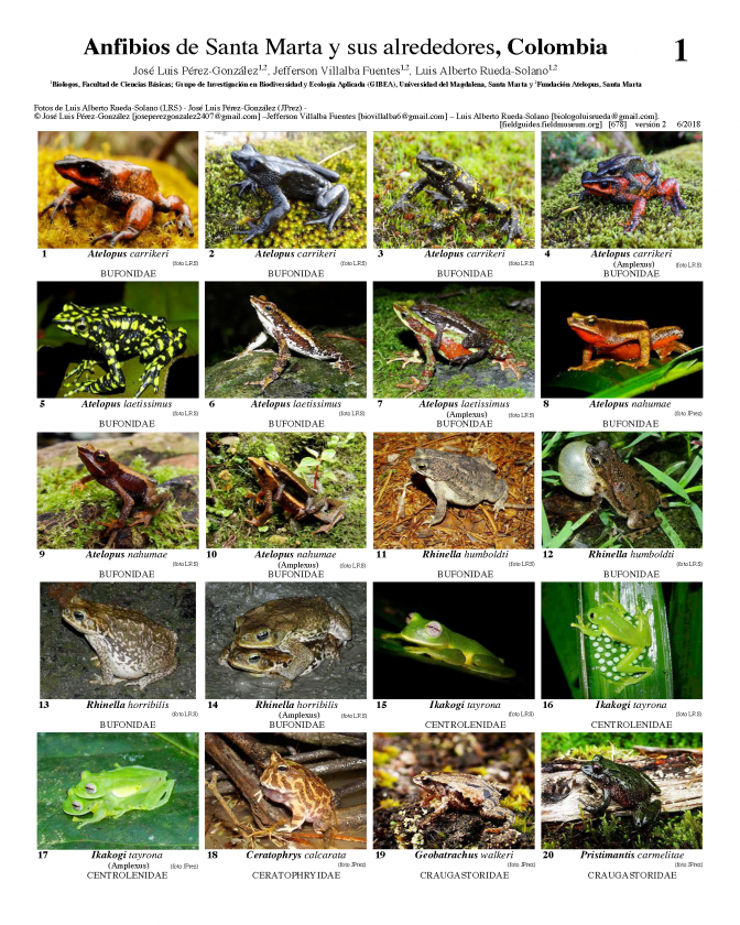 678_anfibios_de_santa_marta_v2.pdf678_anfibios_de_santa_marta_v2.pdf