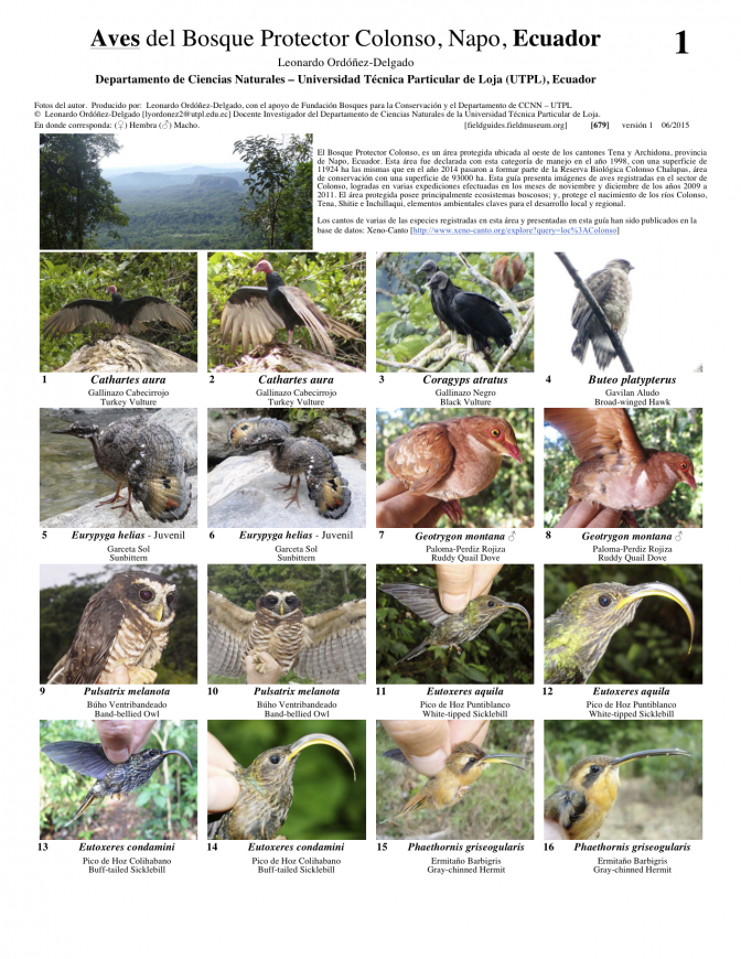 Napo -- Aves of Bosque Protector Colonso