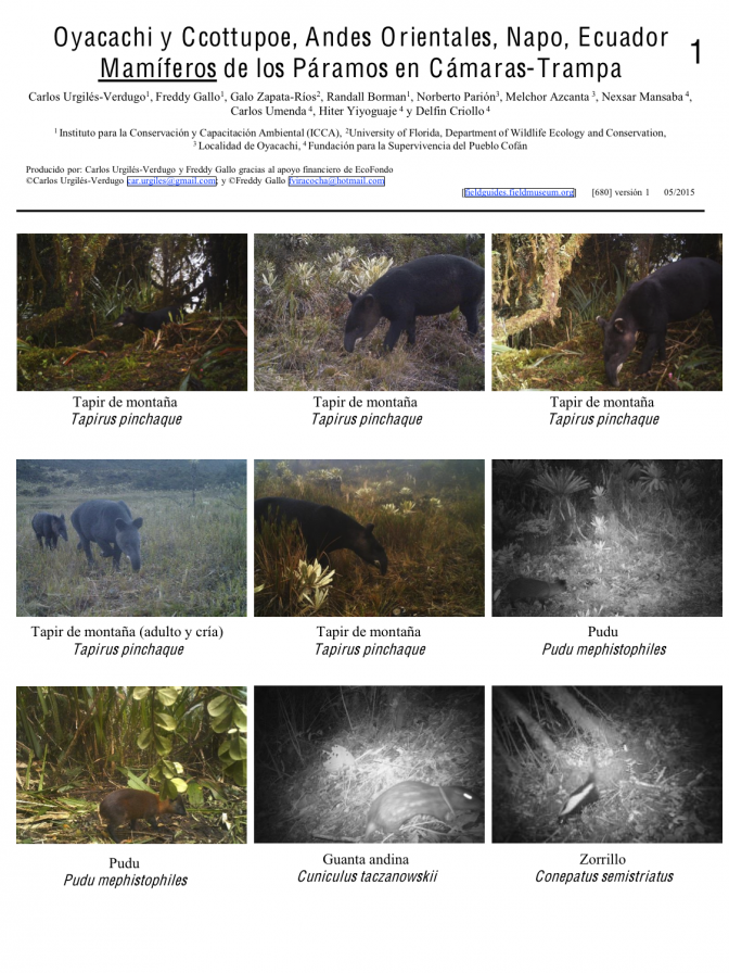 Napo -- Oyacachiy and Ccottupoe Mammals